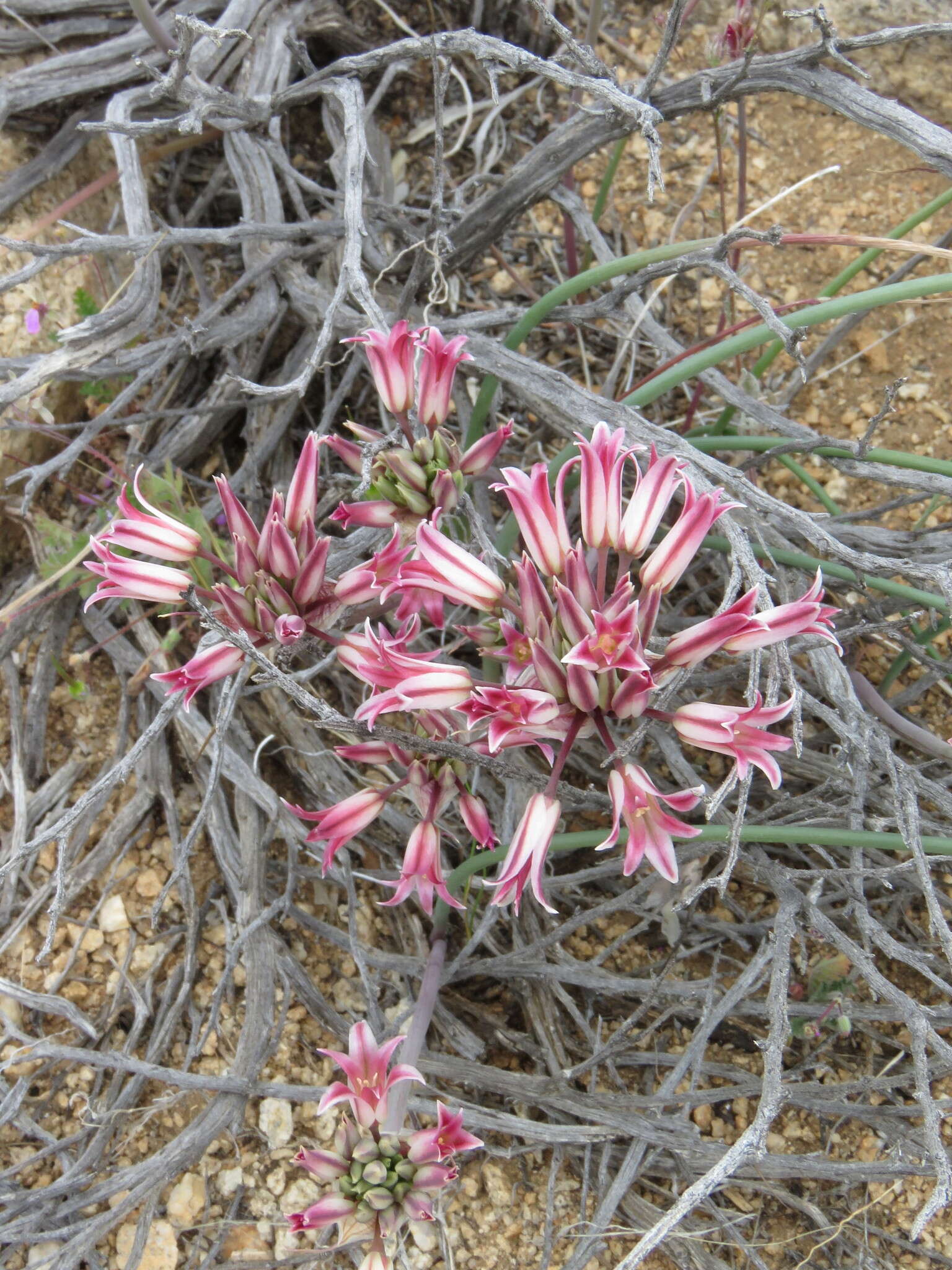 Image of Parish's onion