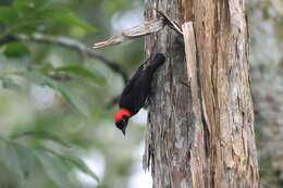 Image of Red-headed Malimbe