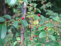 Image of Potato bush