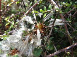 Image of Clematis marata Armst.