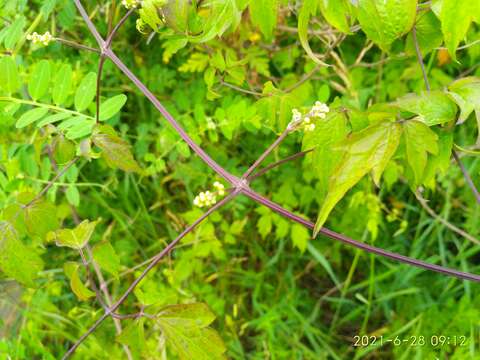 Image of Clematis brevicaudata DC.