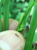 Image of Cumberland sedge