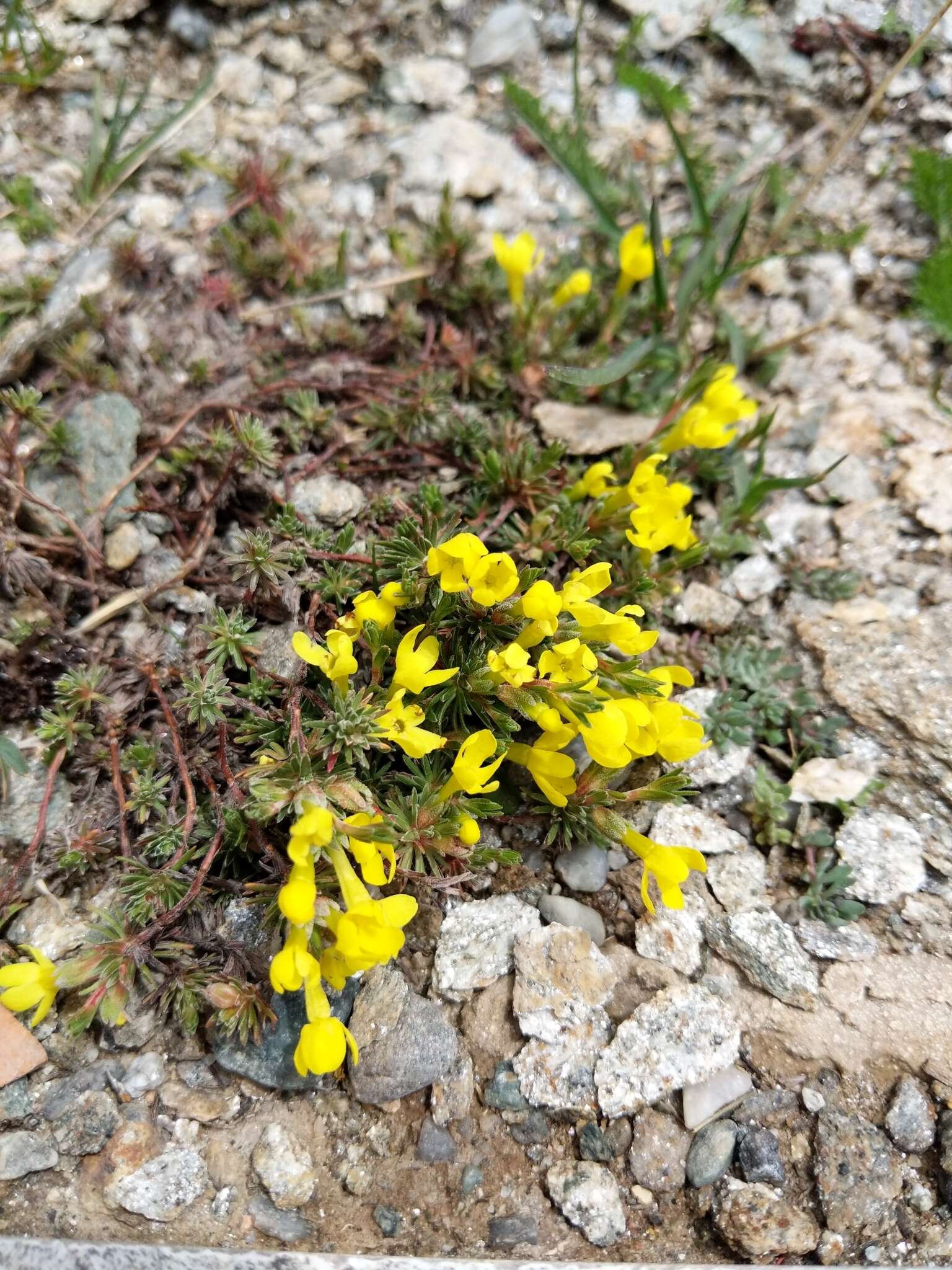 Image of Androsace vitaliana subsp. lepontina (Chiarugi) C. J. Dixon, Gutermann & Schneew.