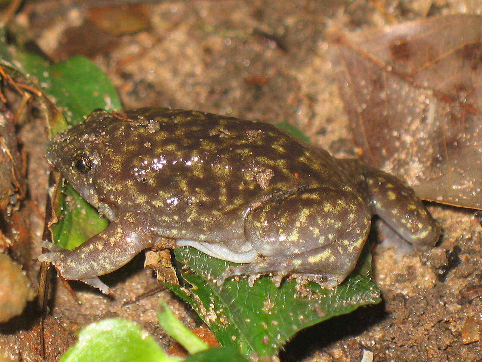 Image of Guinea Snout-burrower