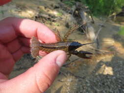 Image of Cambarus striatus Hay 1902