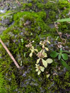 Image of Sedum actinocarpum Yamam.