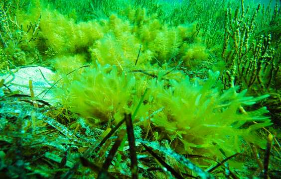 Слика од Dictyopteris australis