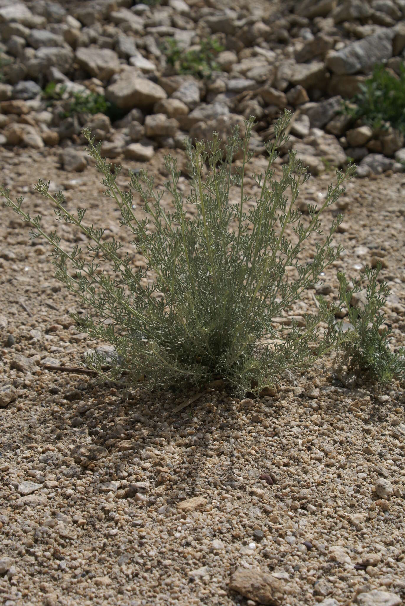 صورة Ajania fruticulosa (Ledeb.) Poljakov