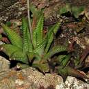 Слика од Haworthiopsis limifolia (Marloth) G. D. Rowley