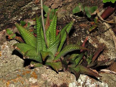 Image of Haworthiopsis limifolia (Marloth) G. D. Rowley