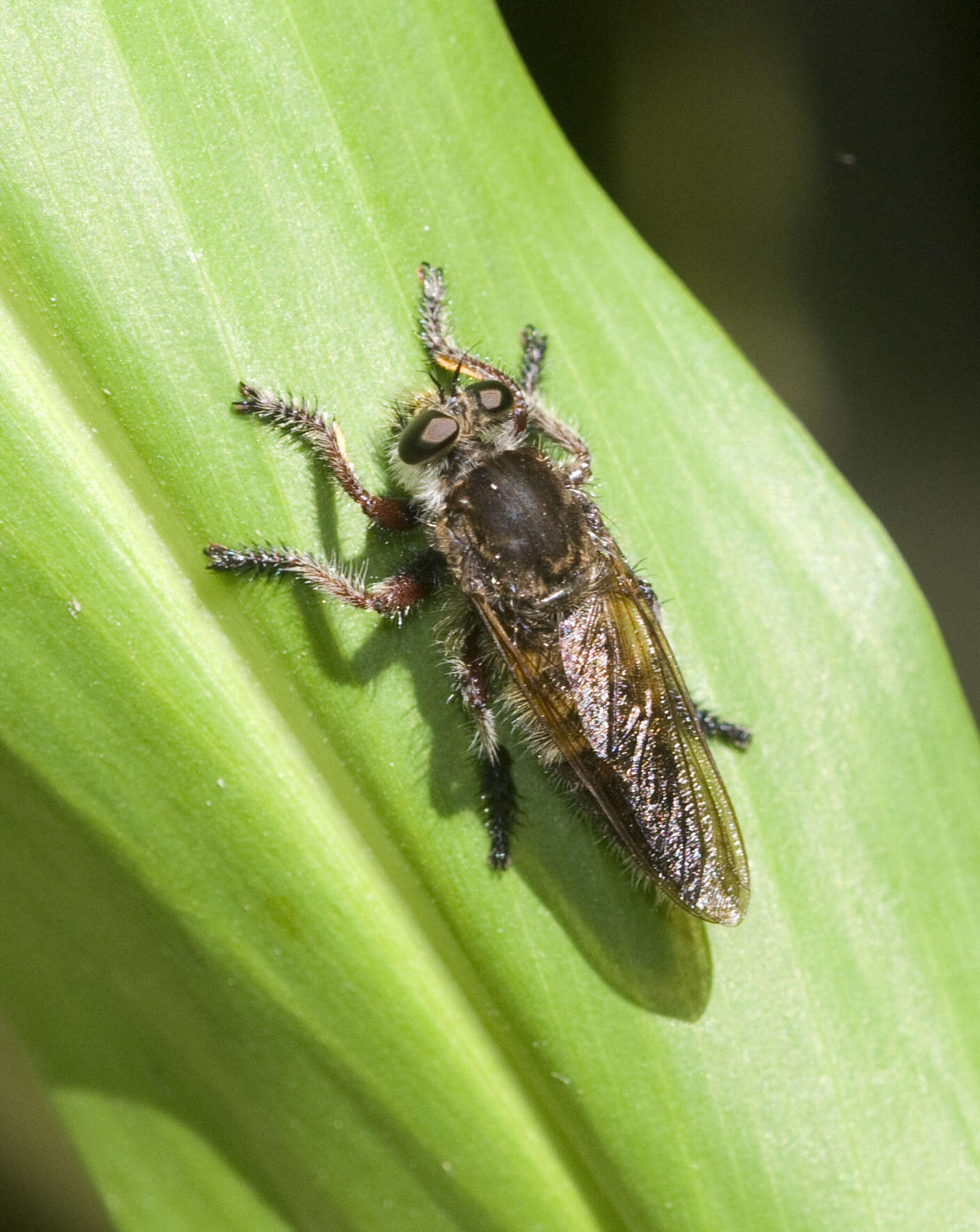 Image of Mallophora bigotii Lynch Arribalzaga 1883