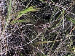 Image of Striped Stream Frog