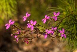 Image of Stylidium laricifolium Rich.