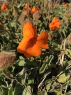 Image of Thunbergia gregorii S. Moore