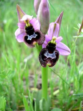 Image of Ophrys sphegodes subsp. sipontensis (Kreutz) H. A. Pedersen & Faurh.