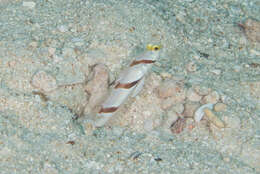 Image of Prawn-goby prawngoby shrimp-goby