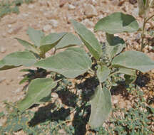 Sivun Croton pottsii (Klotzsch) Müll. Arg. kuva