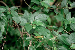 Imagem de Acalypha matsudae Hayata