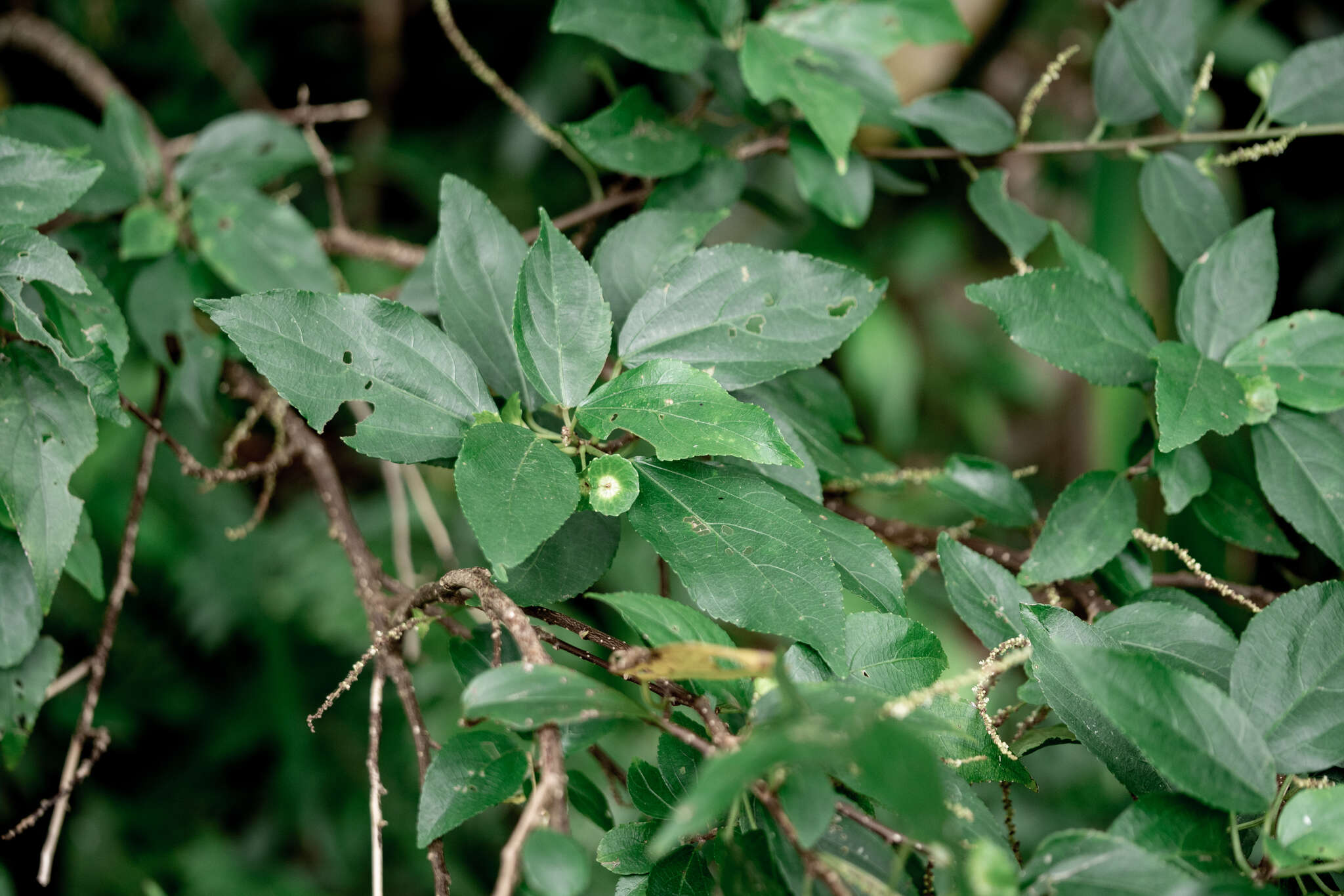 Imagem de Acalypha matsudae Hayata