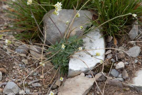 Image of grayleaf draba