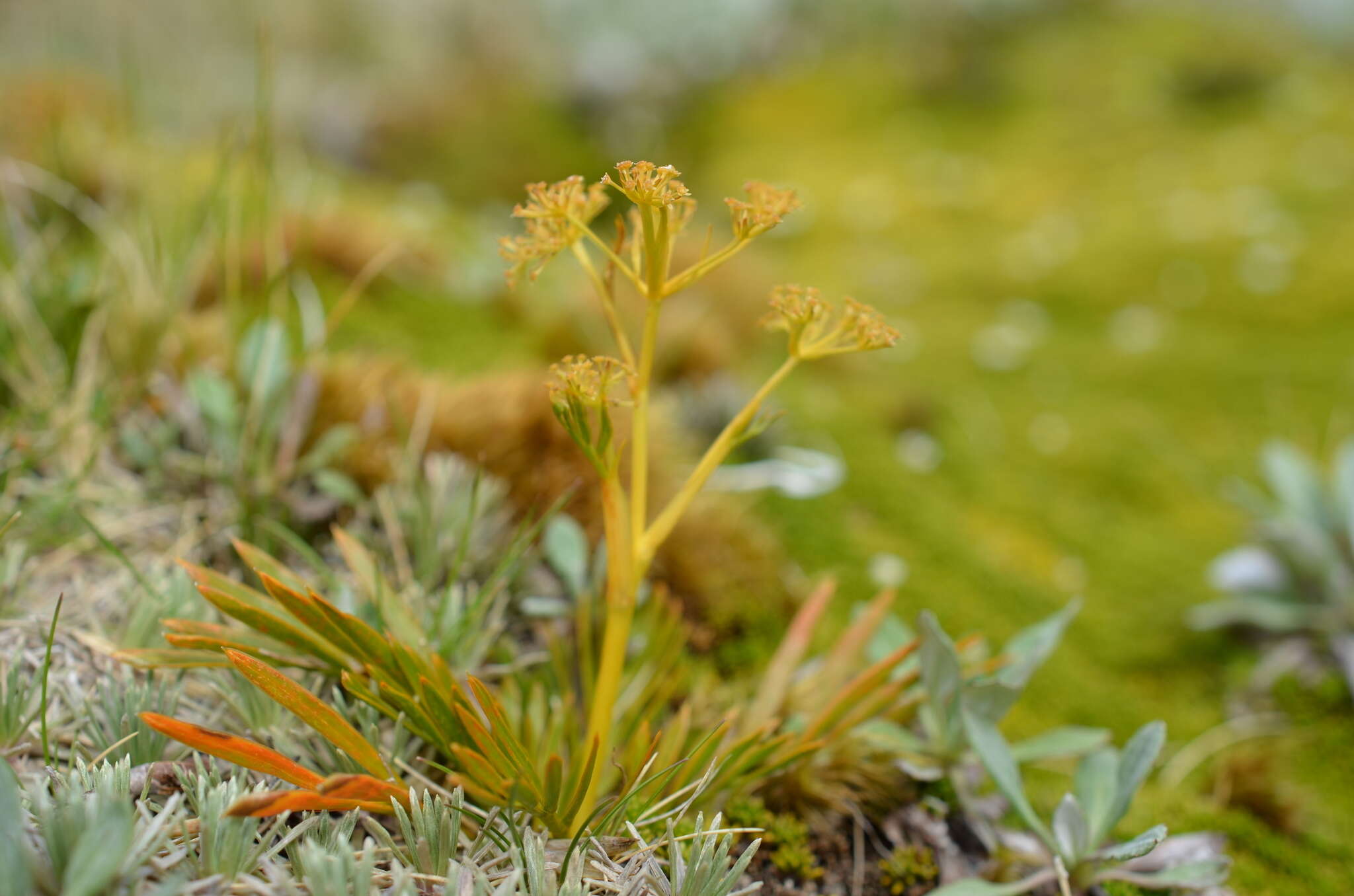 Image of Aciphylla similis Cheeseman