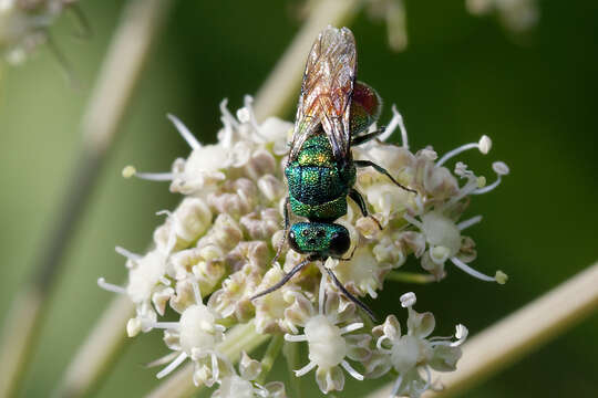 Image of <i>Chrysis clarinicollis</i>