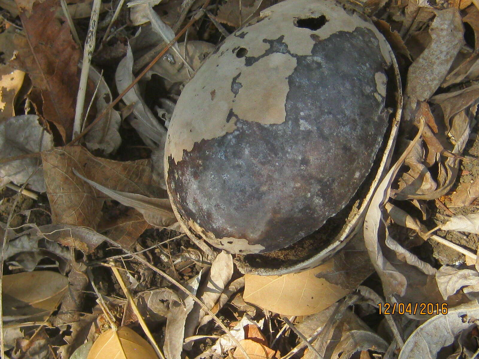 Image of common calabash tree