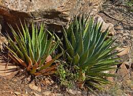 Слика од Agave utahensis subsp. kaibabensis (McKelvey) Gentry