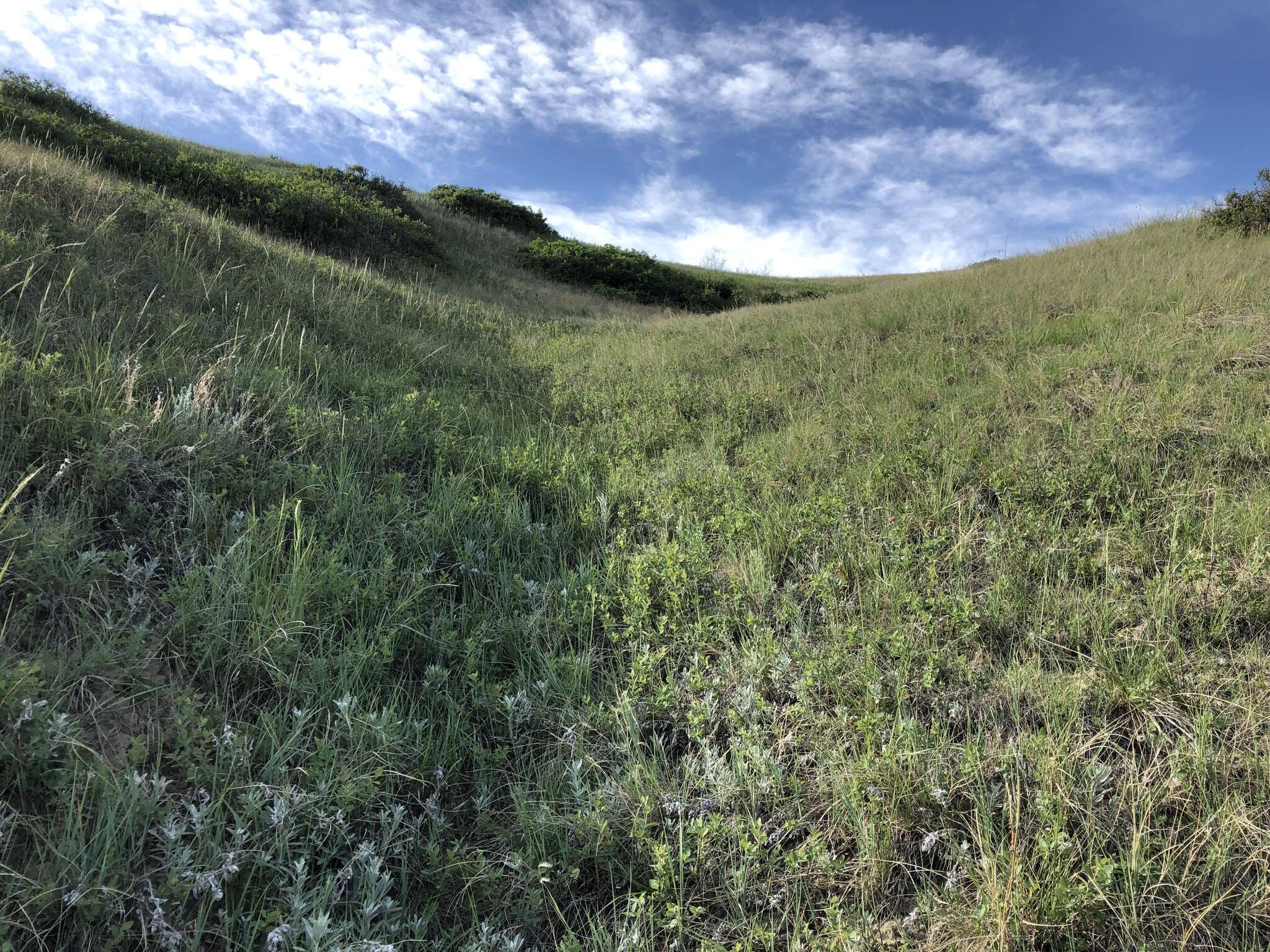 Image of Utah sweetvetch