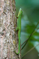 Слика од Phelsuma sundbergi Rendahl 1939