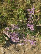 Image of Mediterranean sea lavender