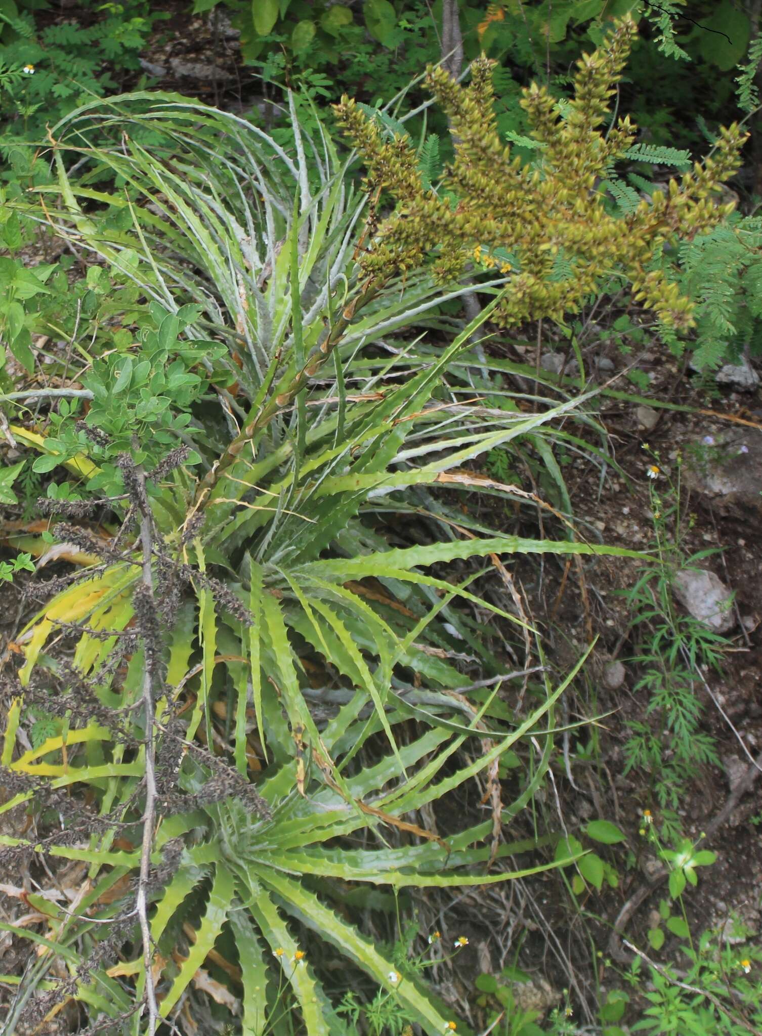 Image of Hechtia jaliscana L. B. Sm.