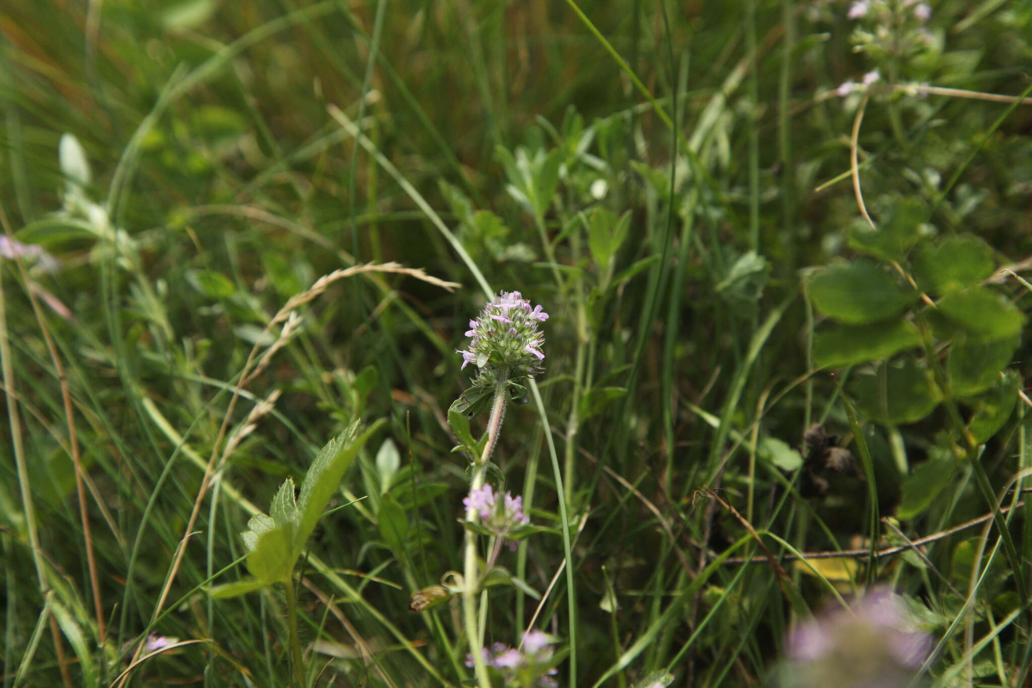 Image of Thymus dacicus Borbás