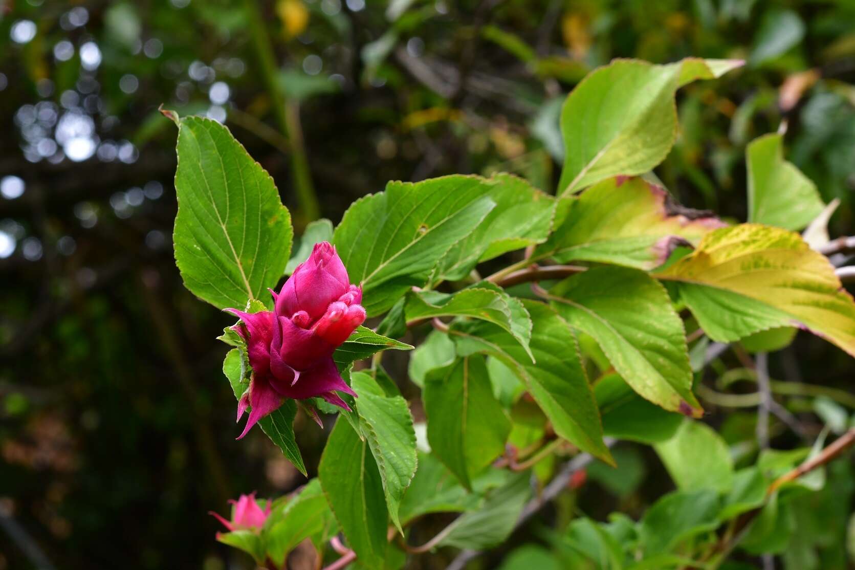 Image of Salvia wagneriana Pol.