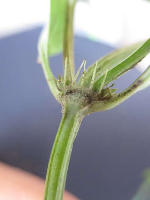 Image of Oval-Leaf False Buttonweed