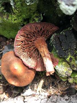 Image of Cortinarius californicus A. H. Sm. 1939