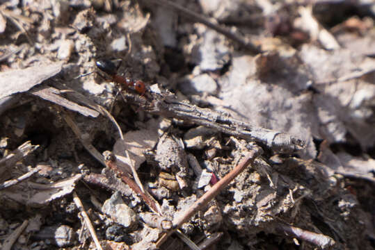 Image of Allegheny Mound Ant