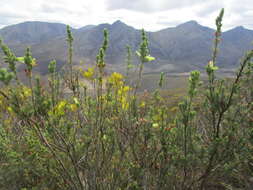 Image of Erica unicolor subsp. unicolor