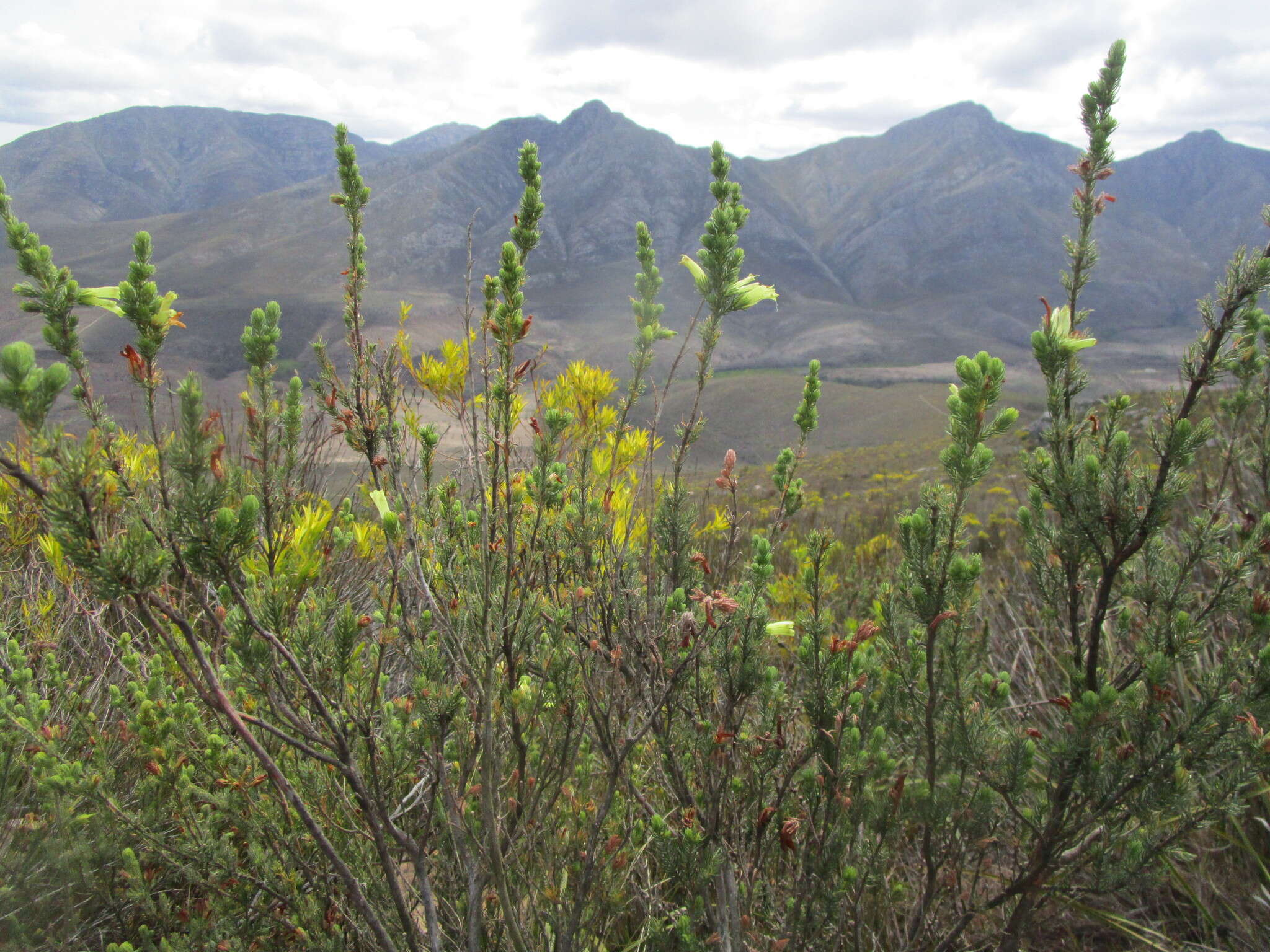 Image of Erica unicolor subsp. unicolor