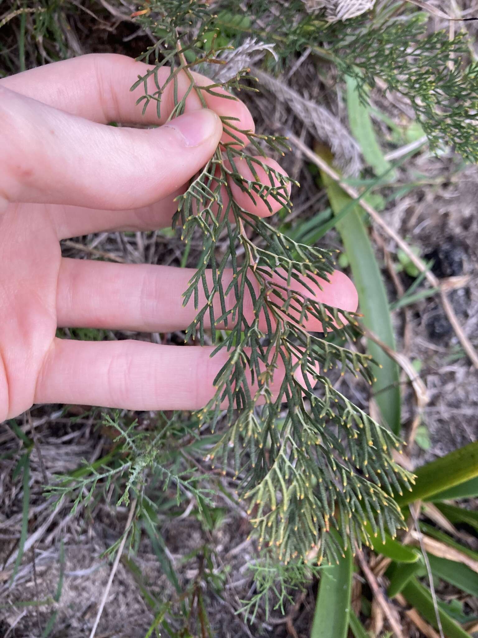 صورة Banksia bipinnatifida subsp. multifida (A. S. George) A. R. Mast & K. R. Thiele