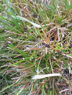 Image of Juncus dregeanus subsp. dregeanus