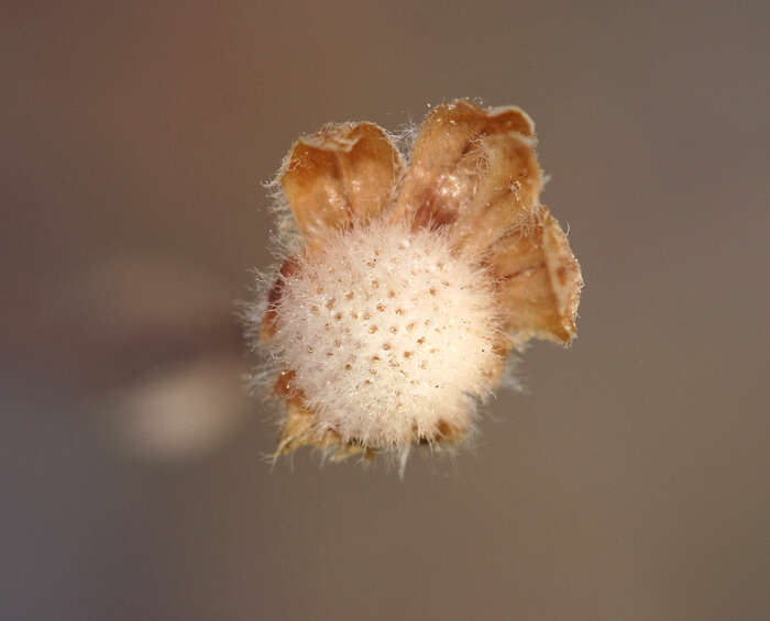 Image of Artemisia potentilloides var. nitrophila (Cronquist) C. R. Hobbs & B. G. Baldwin