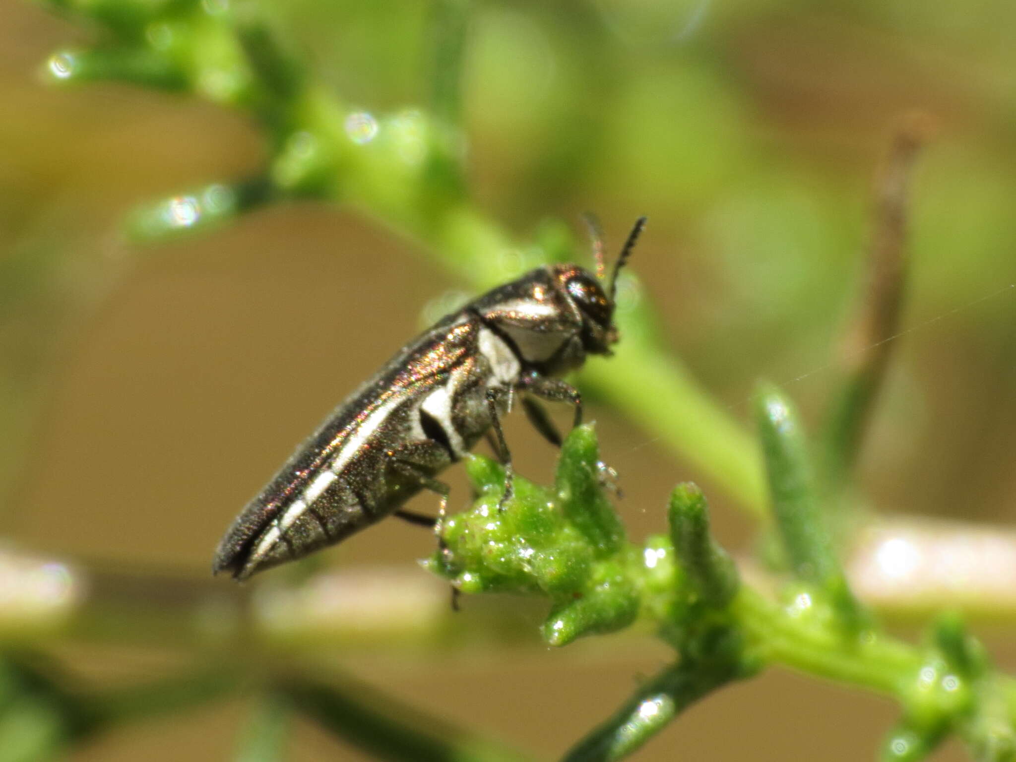 Image of Agrilus albogularis Gory 1841