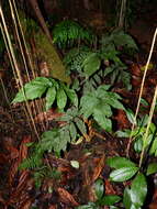 Image of Three-Leaf Halberd Fern