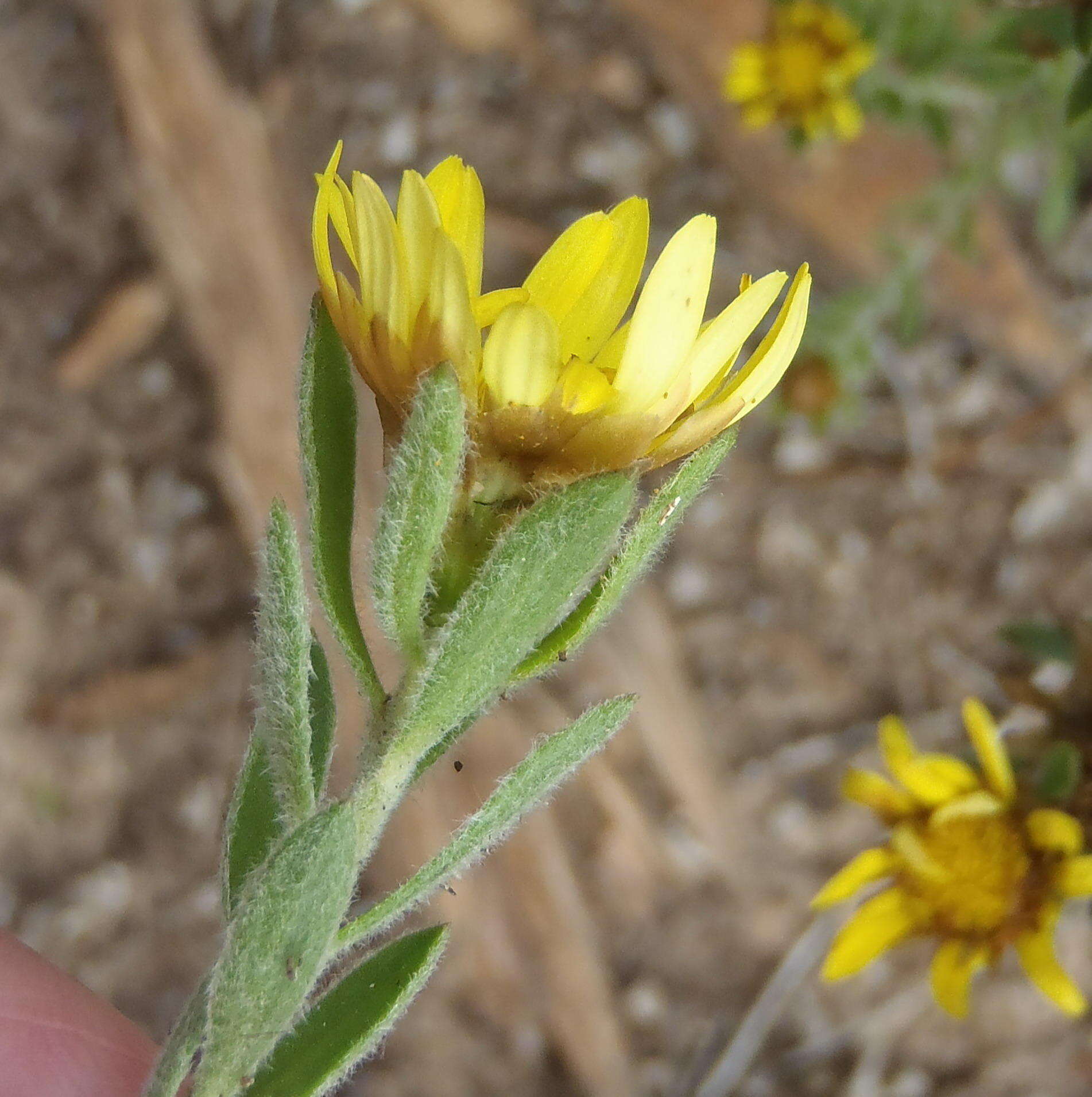 Plancia ëd Oedera calycina subsp. calycina