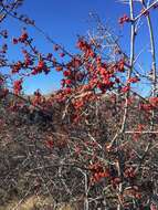 Image of silver buffaloberry