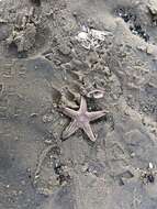 Image of Sand star