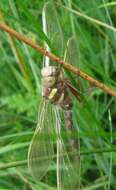 Image of Brown Hawker