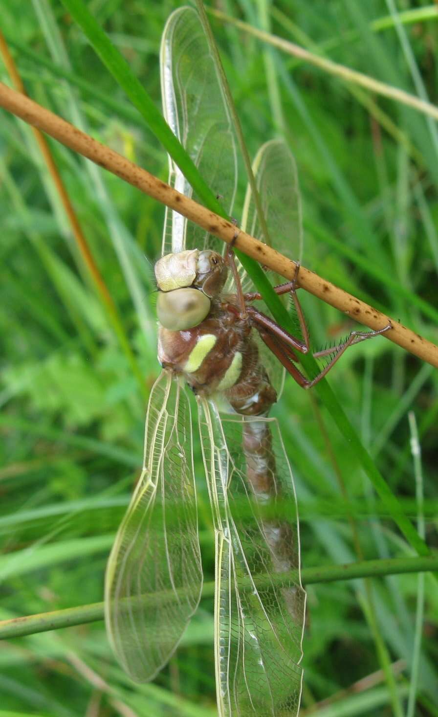 Image of Brown Hawker