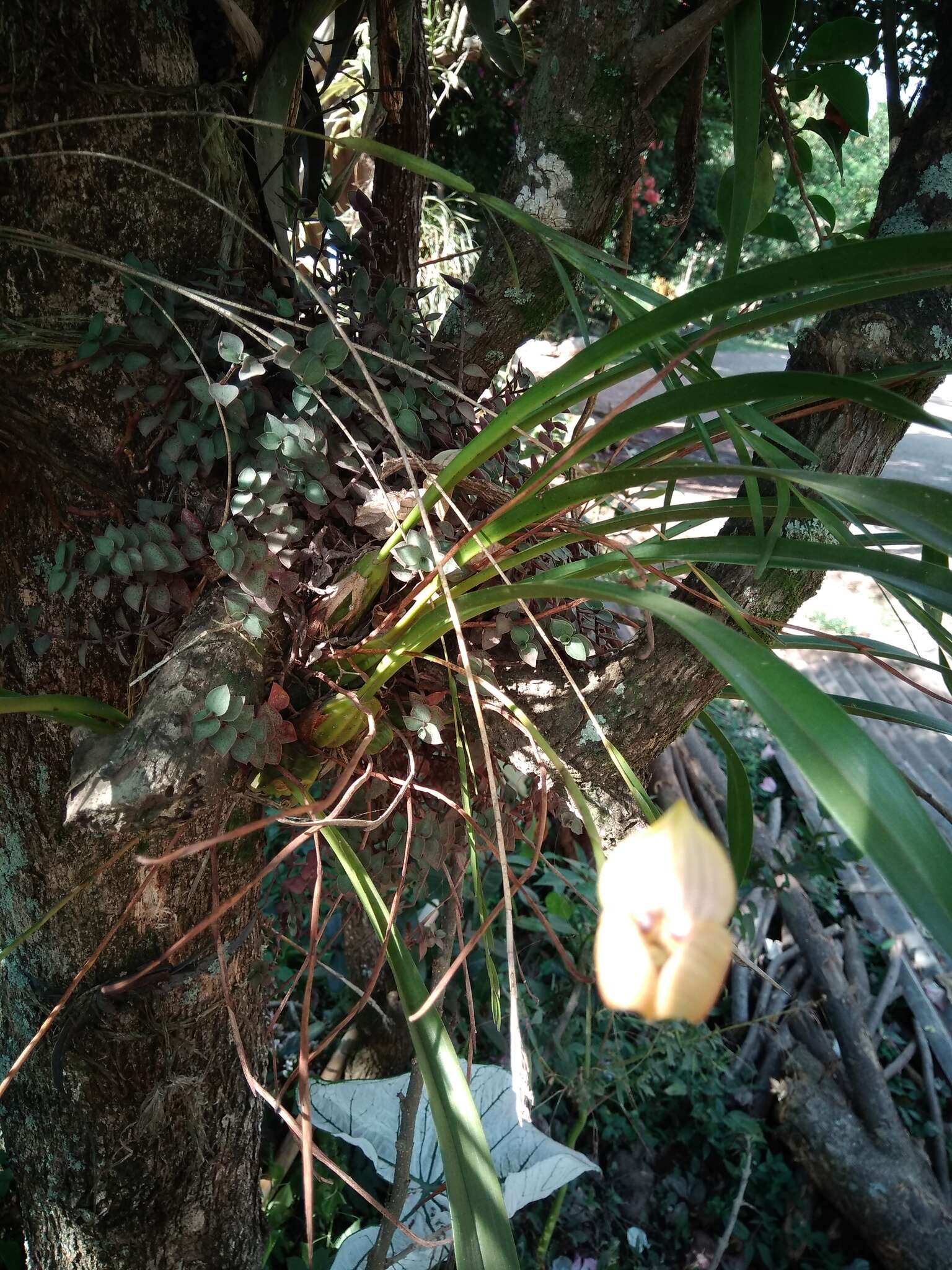 Image of Maxillaria egertoniana (Bateman ex Lindl.) Molinari